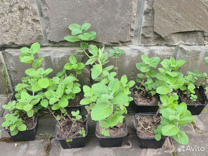 Мята; дёрен, Сибирика; роза ругоза