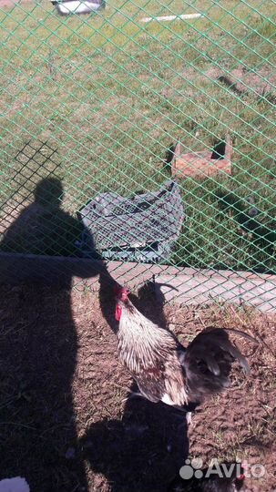 Петухи домашние