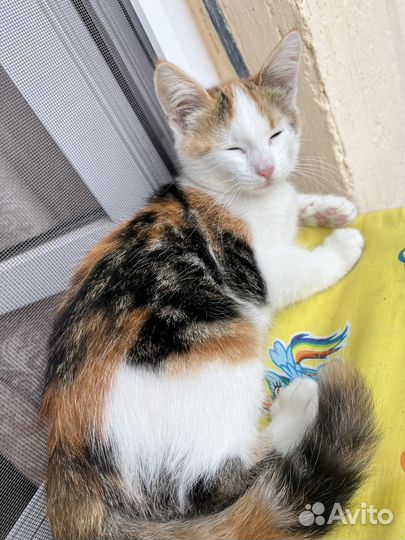 Кошка котенок