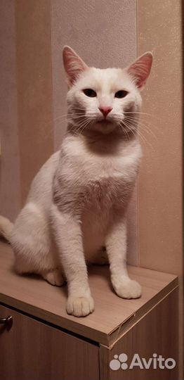 Белый котенок ангорский Сахарок мальчик 2года