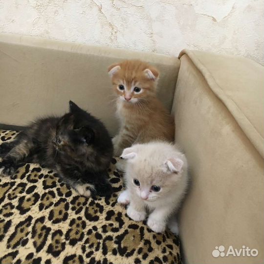 Котята в дар