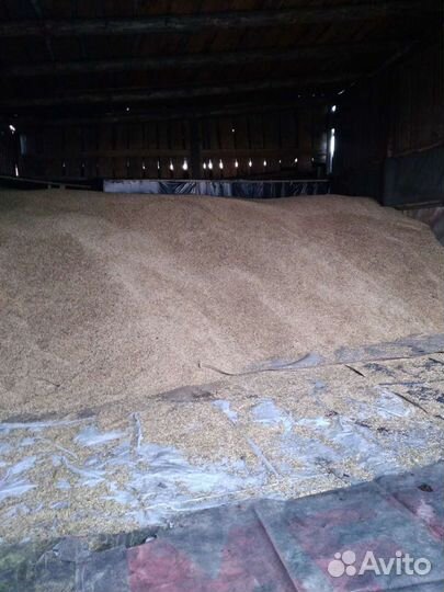 Кормосмесь(овес,горох)