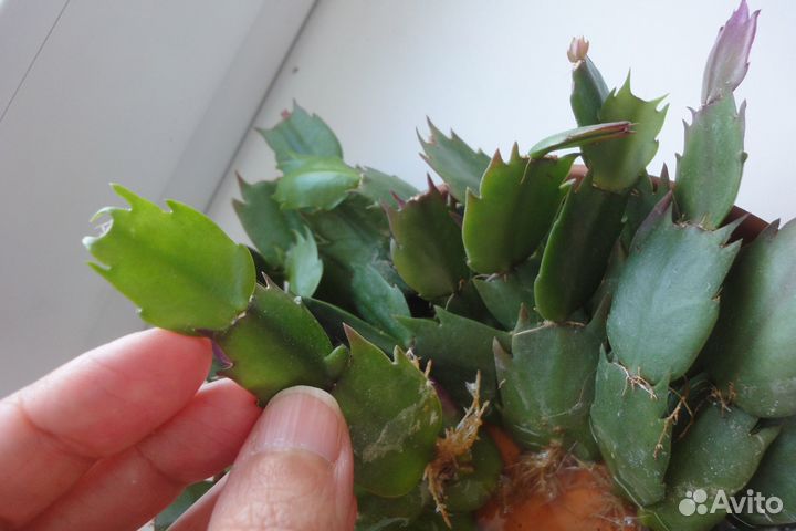 Шлюмбергера желтый белый и красный