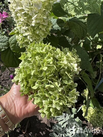 Гортензия цветок срез