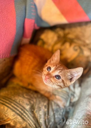 Котёнок 2,5 мес Мальчик Сладкий апельсинчик