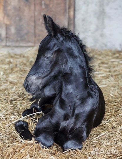 Лошади жеребята