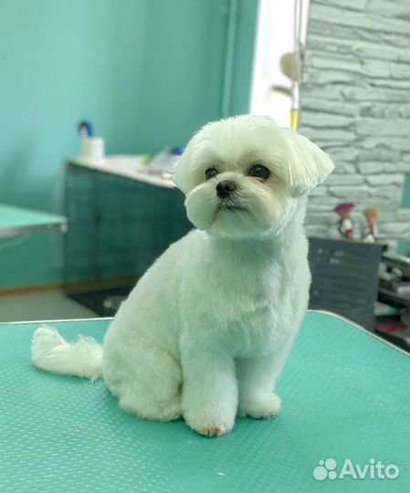 Стрижка, тримминг, подготовка к выставке, зал для