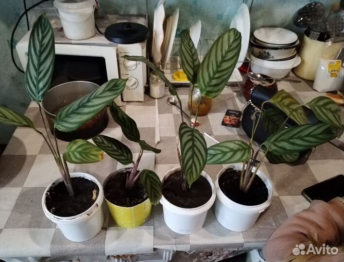 Декабристы и другие комнатные цветы