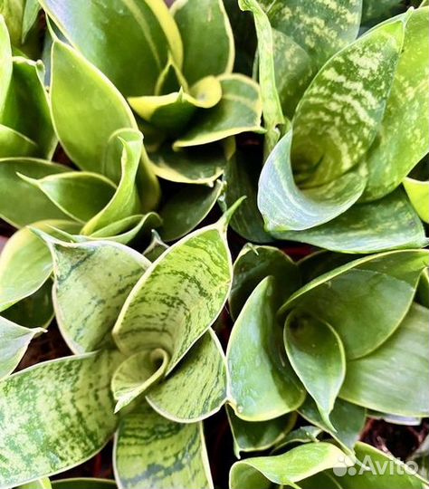 Сансевиерия Ханни Щучий хвост