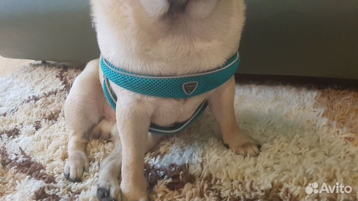 Шлейка для собак быстросъемная, дышащая Coralpna