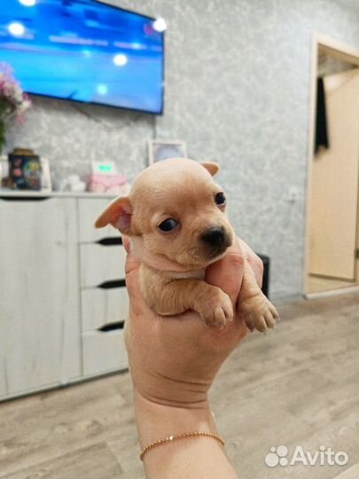 Щенки чихуахуа 3 мальчика