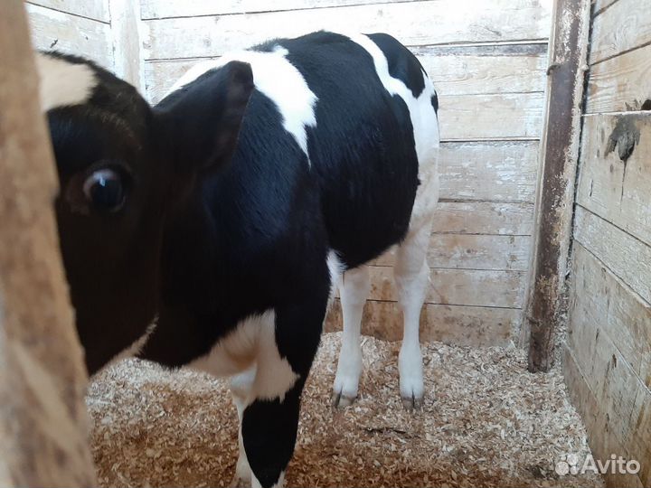 Бычки телки