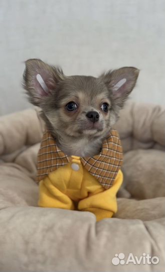 Невероятно красивый пушистик Чихуахуа
