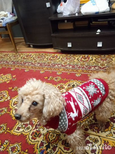 Свитер для собаки и кошки