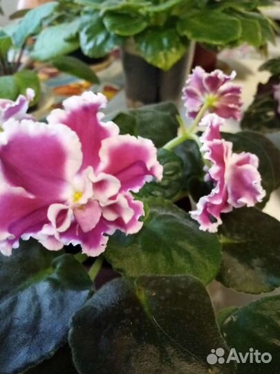 Сортовые фиалки