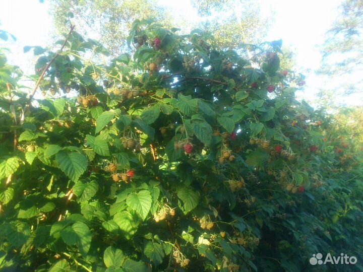 Продам саженцы малины