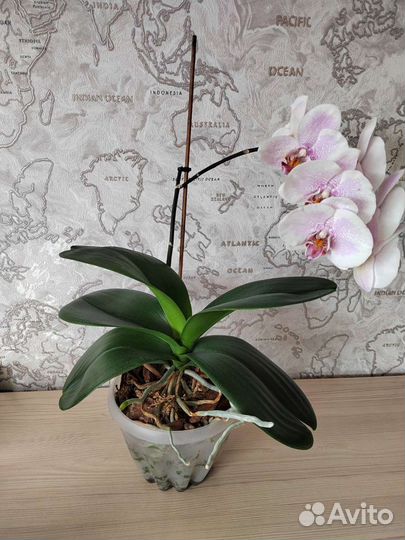 Орхидея фаленопсис Претти Романс