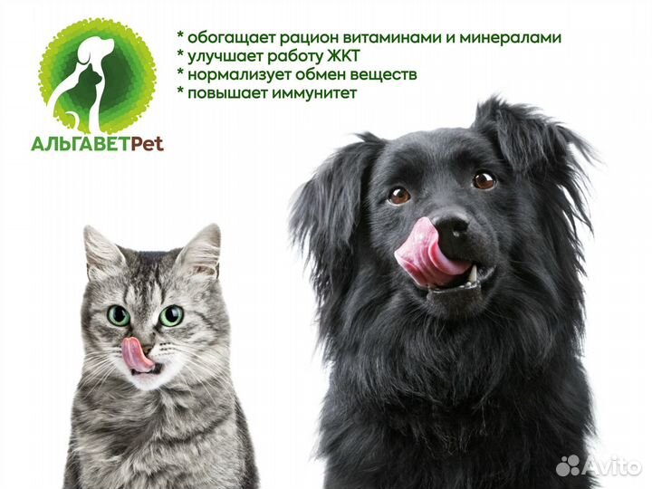 Живая хлорелла для животных Альгавет Pet 3,0 л