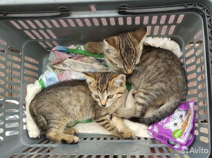 Котята в добрые руки бесплатно