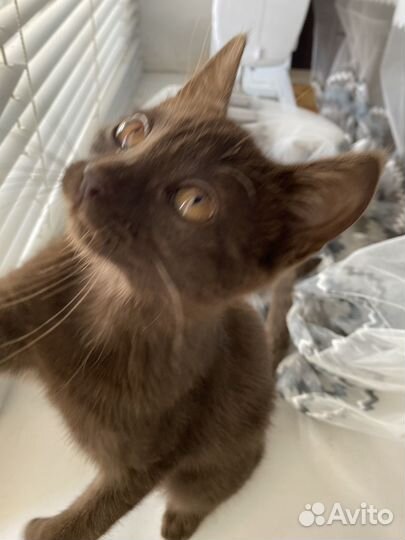 Котенок в дар