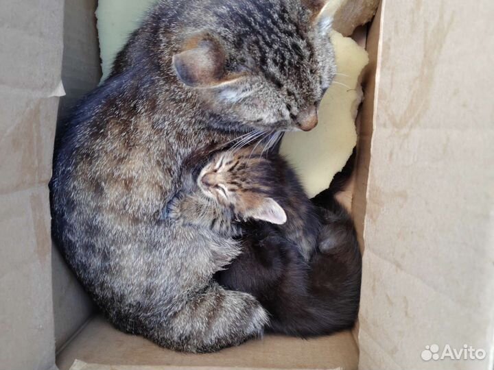 Котята в добрые руки