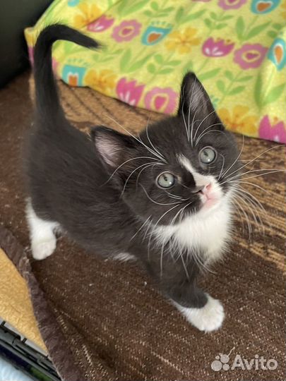 Малыши маркизики черно белые котята бесплатно