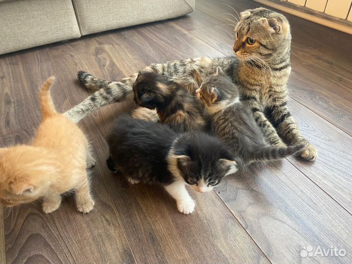 Котята