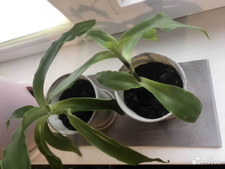 Золотой ус - листья