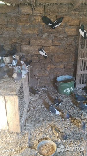 Продажа голубей