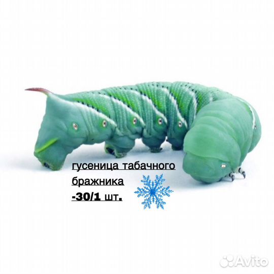 Кормовые насекомые (заморозка).Мыши.Насекомые