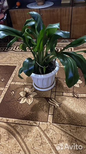 Эухарис амазонская лилия