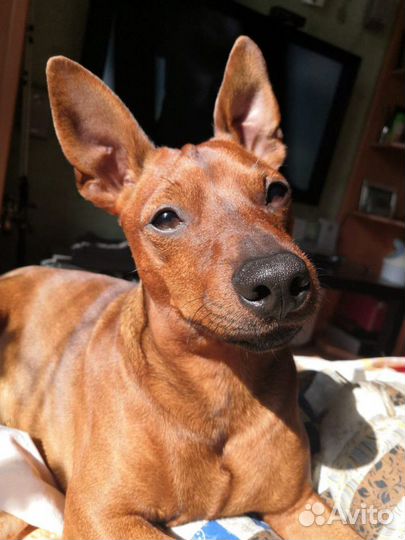 Вязка цвергпинчер