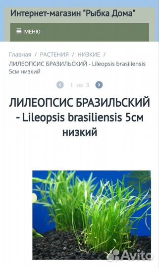 Растение в аквариум лилеопсис бразильский