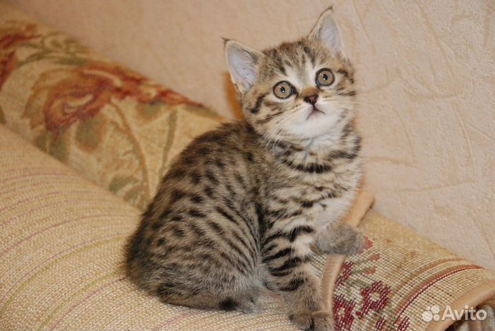 Шотландский котёнок