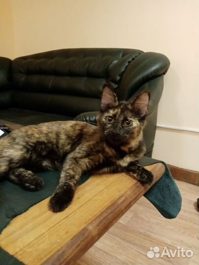 В добрые руки