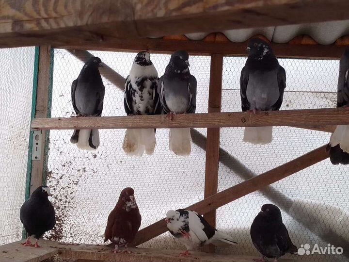 Николаевские голуби