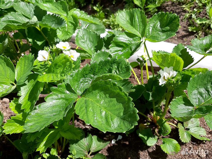 Рассада Клубники Азия, Клери, Альба