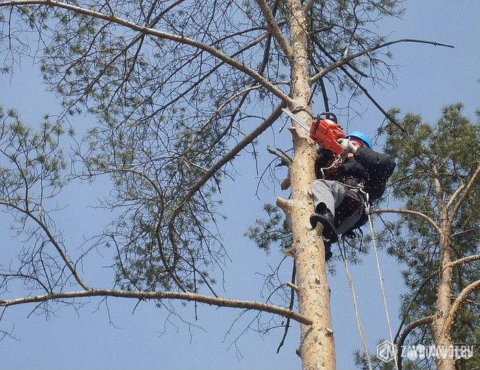 Спил деревьев