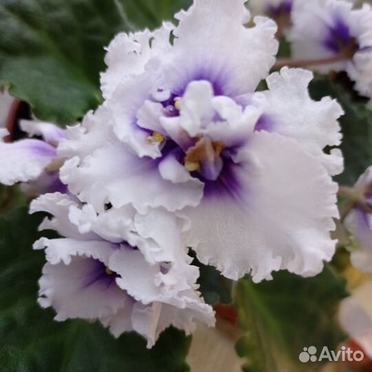 Фиалка в горшках