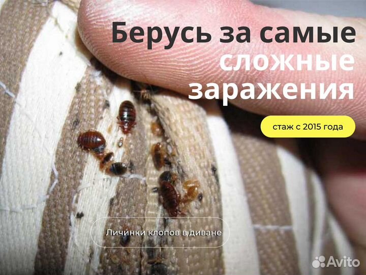 Уничтожение тараканов и клопов дезинсекция