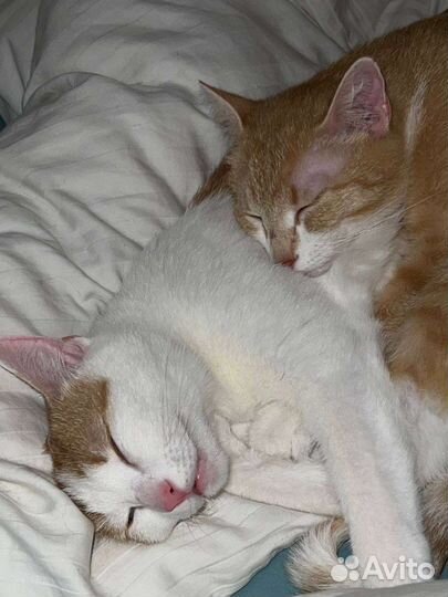 Кошка и кот в дар