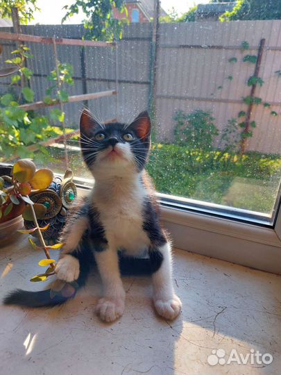 Котята 2 месяца