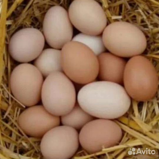 Домашние куриные яйца