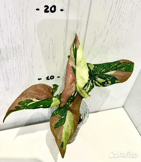 Сингониум ред спот триколор