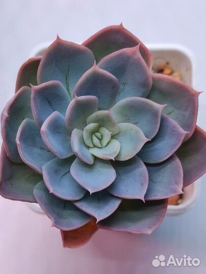 Суккуленты 22