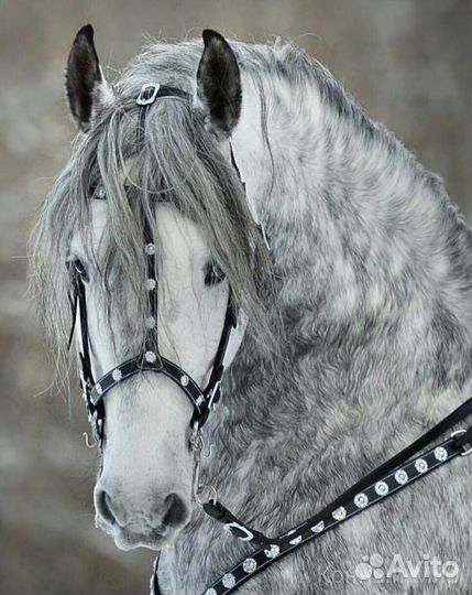 Пастух- Скотник с проживанием