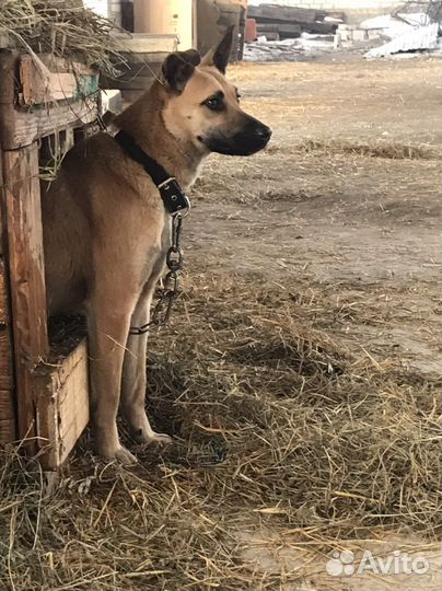 Собаки бесплатно