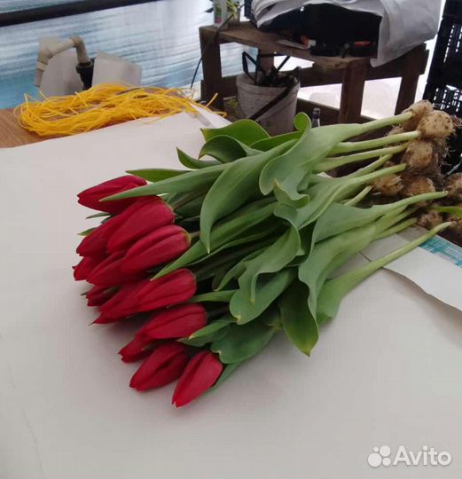 Тюльпаны к 8 марта букеты розница для жен