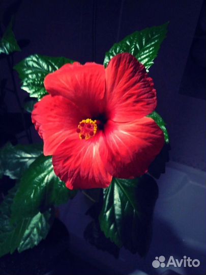 Олеандр махровый розовый