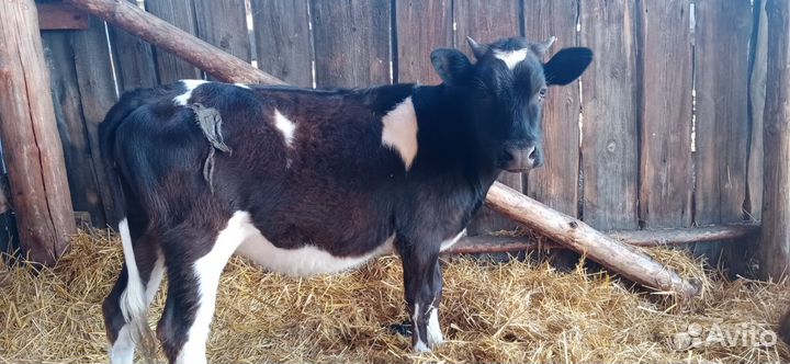 Тёлочка 10мес